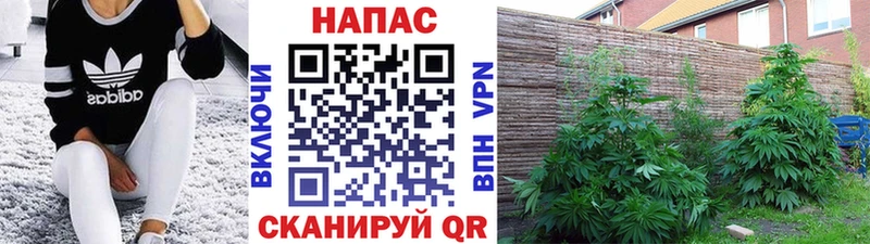 blacksprut маркетплейс  Старица  Канабис марихуана 